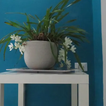 Bluemind Freedom Tropea