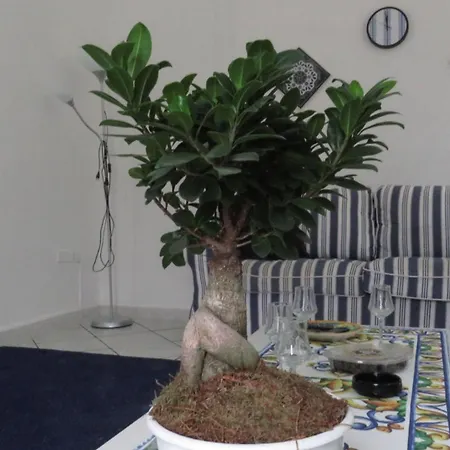 Bluemind Freedom Tropea